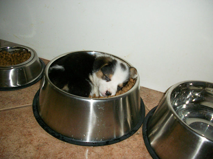 231 Animals That Sleep Wherever They Please 231 Animals That Sleep Wherever They Please