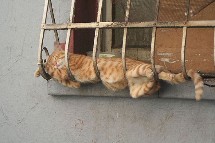 231 Animals That Sleep Wherever They Please 231 Animals That Sleep Wherever They Please