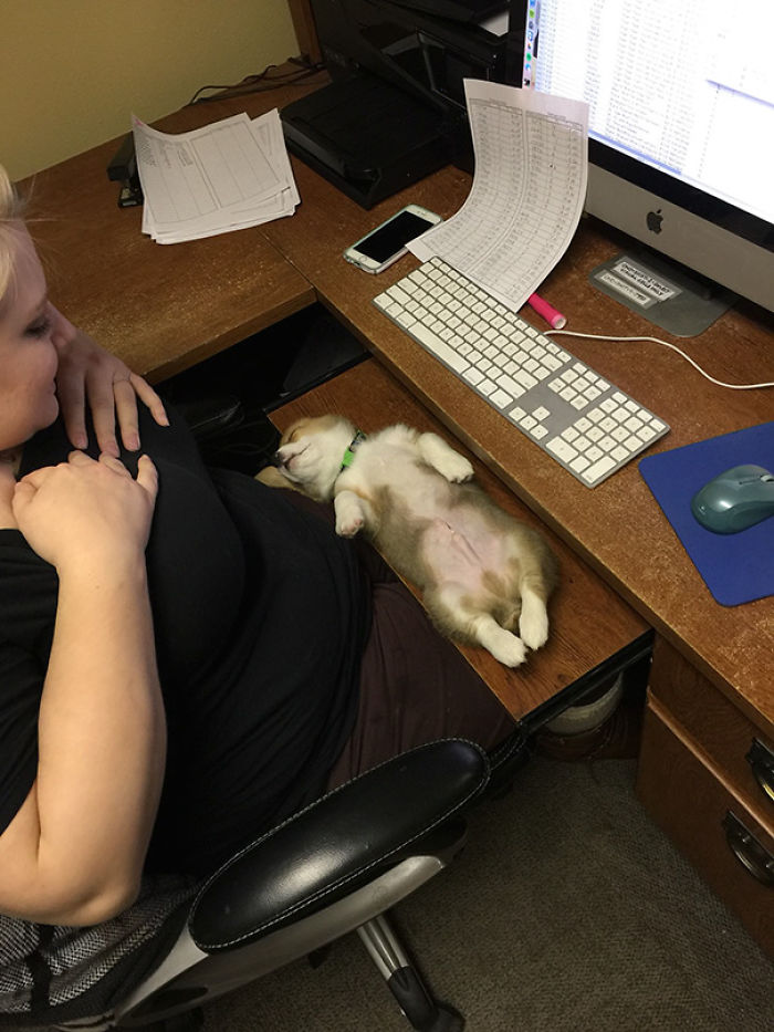 231 Animals That Sleep Wherever They Please 231 Animals That Sleep Wherever They Please