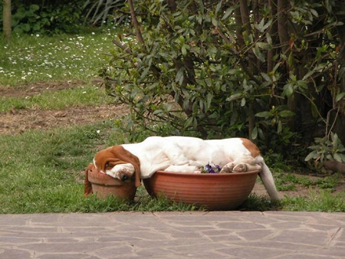 231 Animals That Sleep Wherever They Please 231 Animals That Sleep Wherever They Please