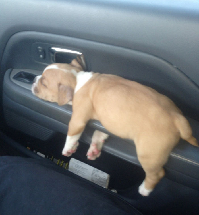 231 Animals That Sleep Wherever They Please 231 Animals That Sleep Wherever They Please