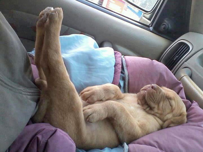 231 Animals That Sleep Wherever They Please 231 Animals That Sleep Wherever They Please