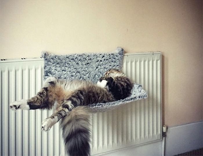 231 Animals That Sleep Wherever They Please 231 Animals That Sleep Wherever They Please