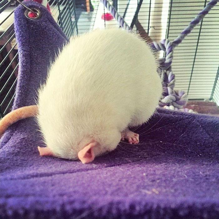 231 Animals That Sleep Wherever They Please 231 Animals That Sleep Wherever They Please