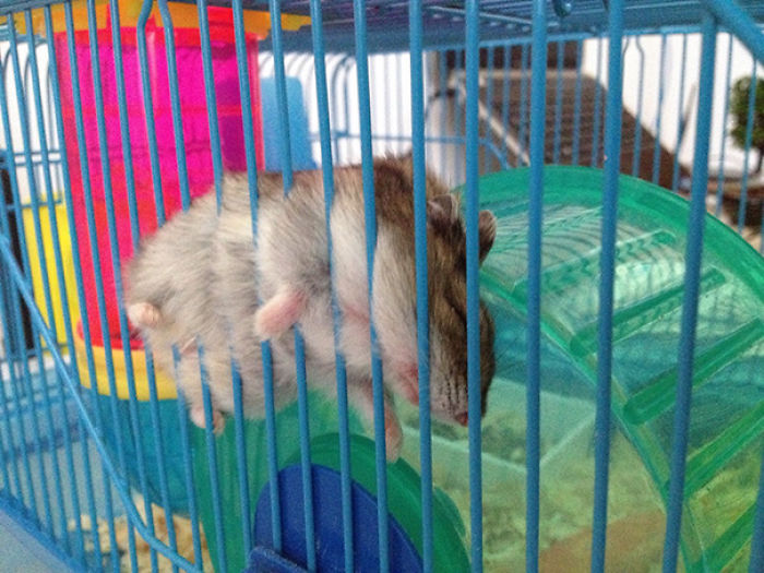 231 Animals That Sleep Wherever They Please 231 Animals That Sleep Wherever They Please