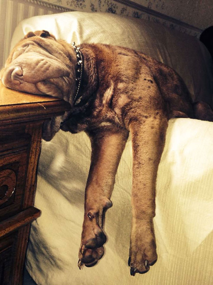 231 Animals That Sleep Wherever They Please 231 Animals That Sleep Wherever They Please