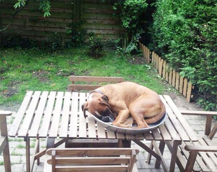 231 Animals That Sleep Wherever They Please 231 Animals That Sleep Wherever They Please
