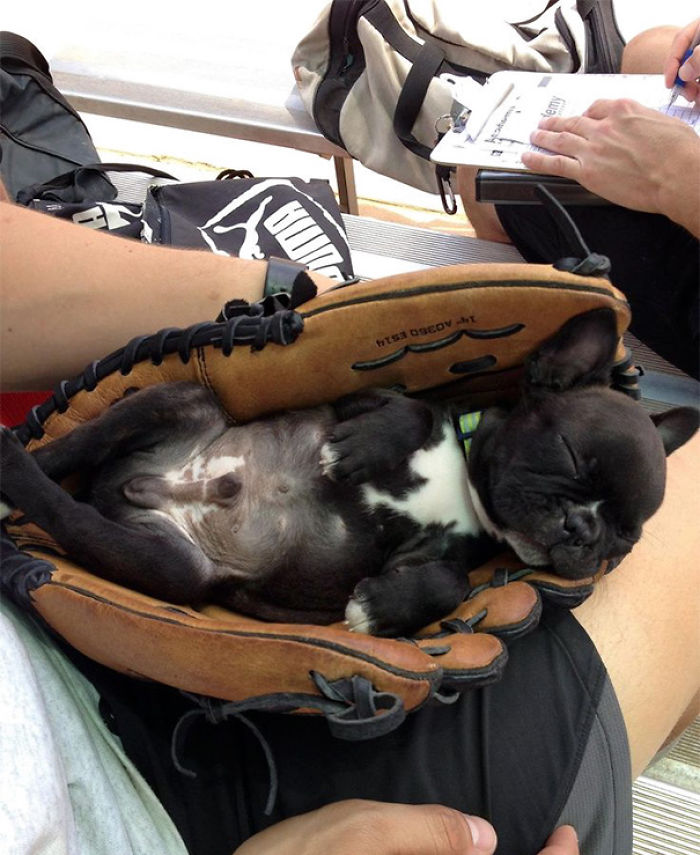 231 Animals That Sleep Wherever They Please 231 Animals That Sleep Wherever They Please