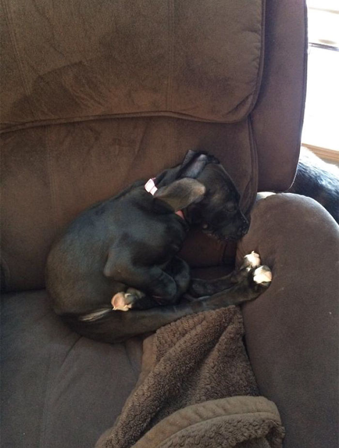 231 Animals That Sleep Wherever They Please 231 Animals That Sleep Wherever They Please