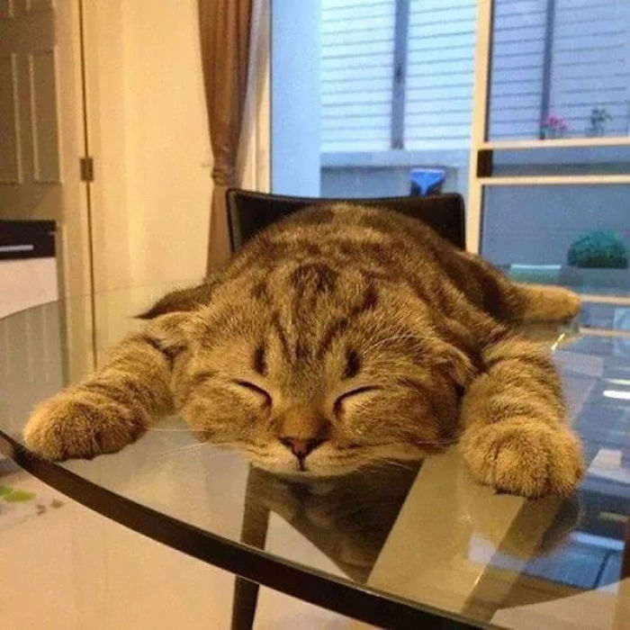 231 Animals That Sleep Wherever They Please 231 Animals That Sleep Wherever They Please