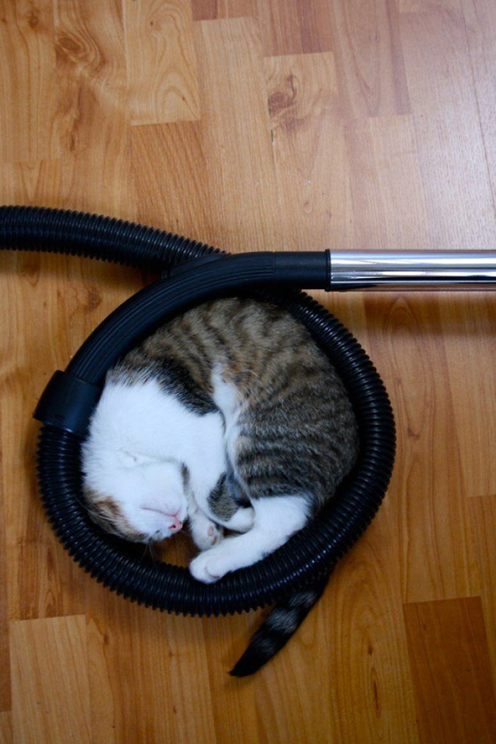 231 Animals That Sleep Wherever They Please 231 Animals That Sleep Wherever They Please