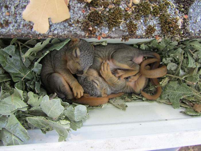 231 Animals That Sleep Wherever They Please 231 Animals That Sleep Wherever They Please