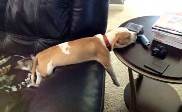 231 Animals That Sleep Wherever They Please 231 Animals That Sleep Wherever They Please