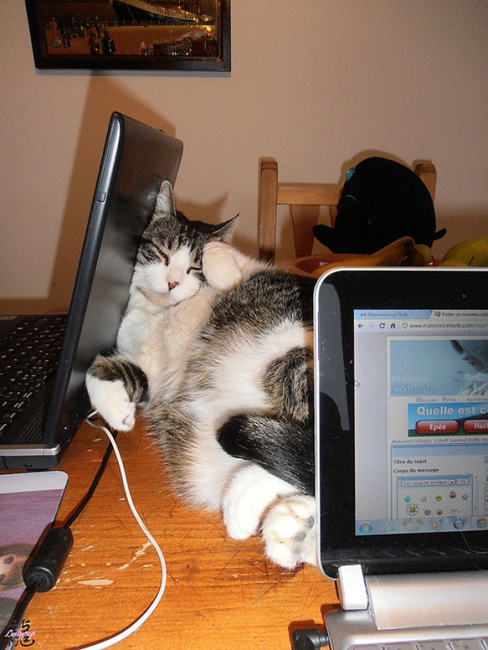 231 Animals That Sleep Wherever They Please 231 Animals That Sleep Wherever They Please