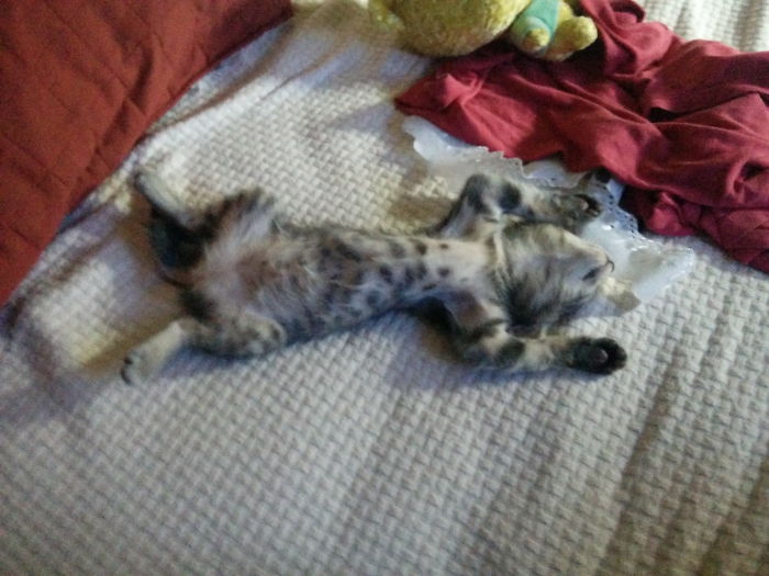 231 Animals That Sleep Wherever They Please 231 Animals That Sleep Wherever They Please