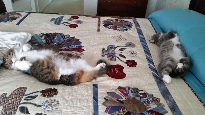 231 Animals That Sleep Wherever They Please 231 Animals That Sleep Wherever They Please