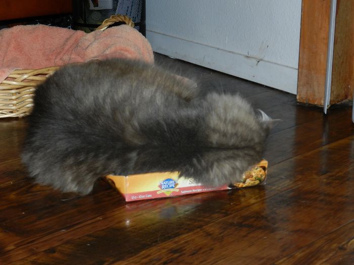 231 Animals That Sleep Wherever They Please 231 Animals That Sleep Wherever They Please