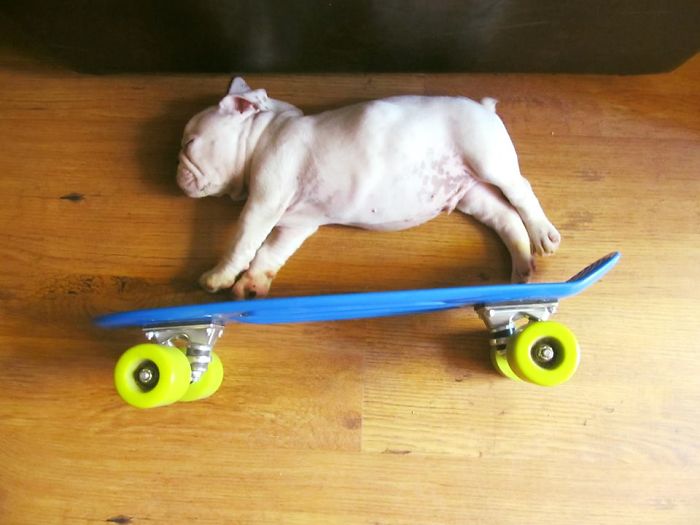 231 Animals That Sleep Wherever They Please 231 Animals That Sleep Wherever They Please