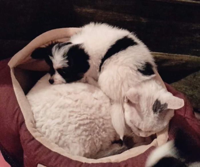 231 Animals That Sleep Wherever They Please 231 Animals That Sleep Wherever They Please