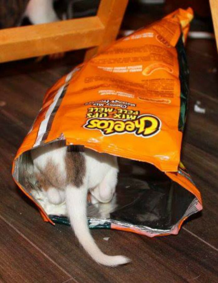 231 Animals That Sleep Wherever They Please 231 Animals That Sleep Wherever They Please