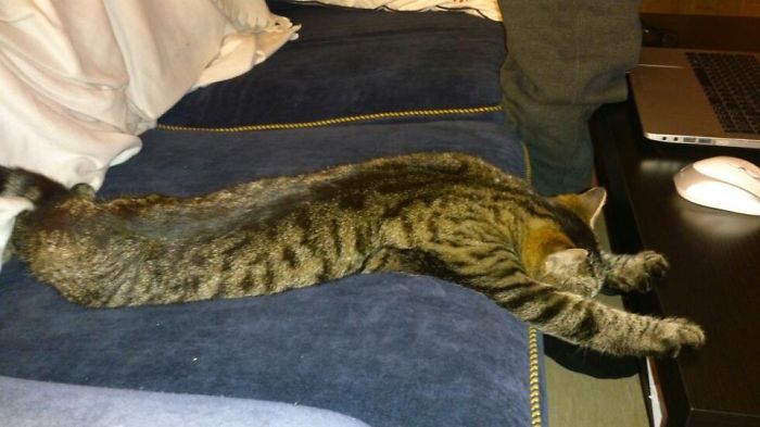 231 Animals That Sleep Wherever They Please 231 Animals That Sleep Wherever They Please