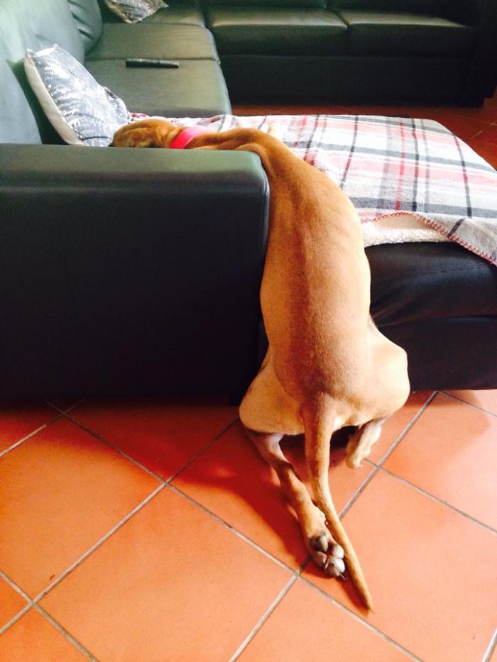 231 Animals That Sleep Wherever They Please 231 Animals That Sleep Wherever They Please