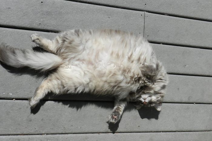 231 Animals That Sleep Wherever They Please 231 Animals That Sleep Wherever They Please