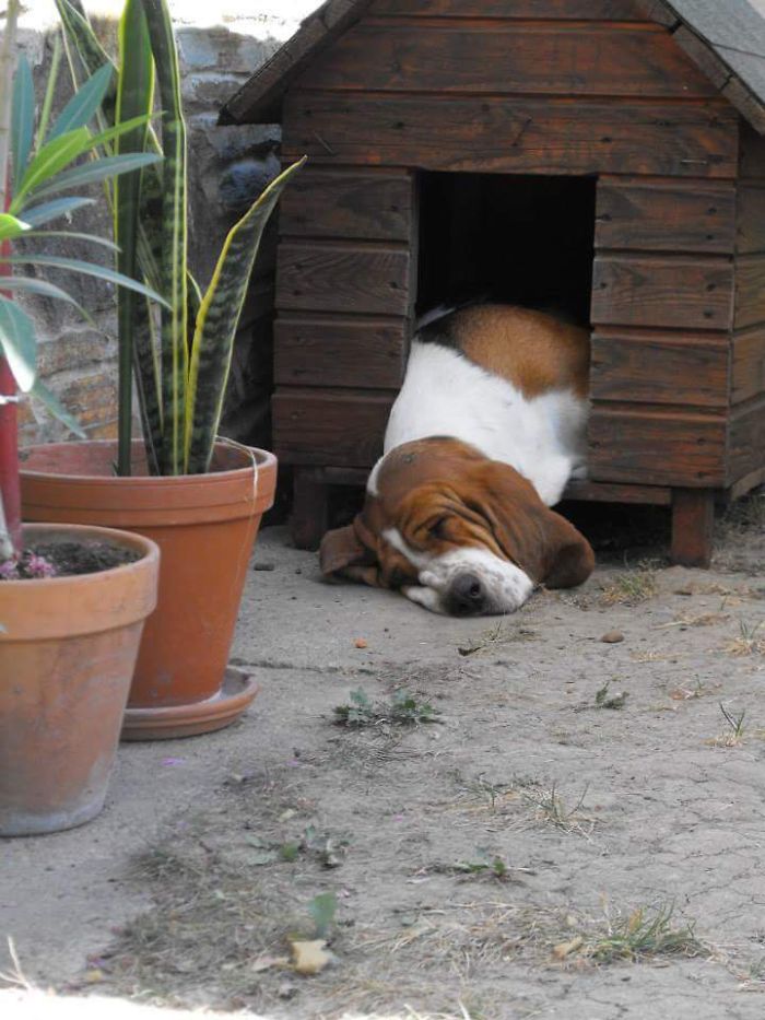 231 Animals That Sleep Wherever They Please 231 Animals That Sleep Wherever They Please