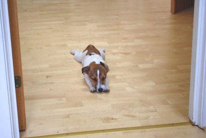 231 Animals That Sleep Wherever They Please 231 Animals That Sleep Wherever They Please