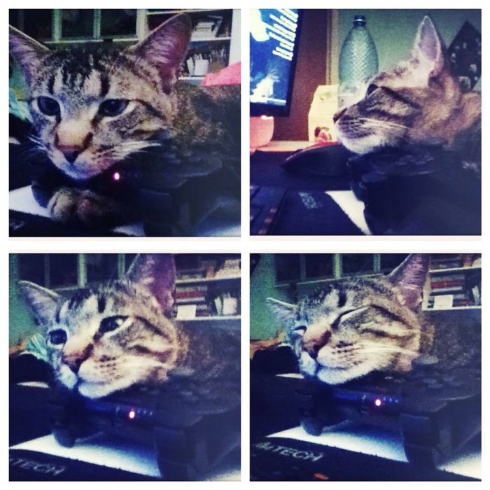 231 Animals That Sleep Wherever They Please 231 Animals That Sleep Wherever They Please