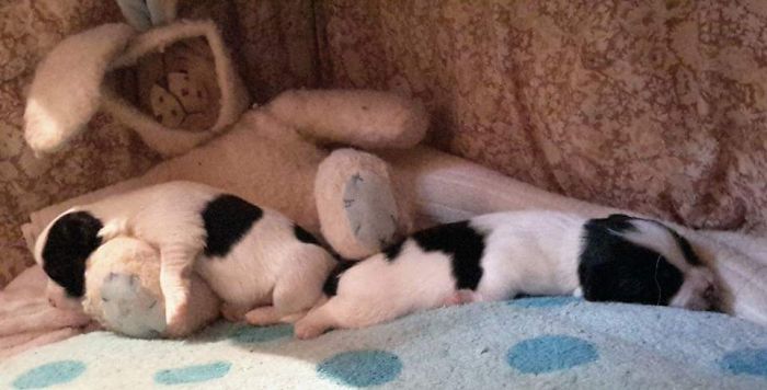 231 Animals That Sleep Wherever They Please 231 Animals That Sleep Wherever They Please