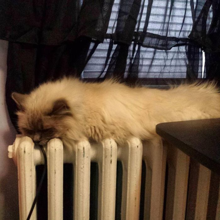 231 Animals That Sleep Wherever They Please 231 Animals That Sleep Wherever They Please