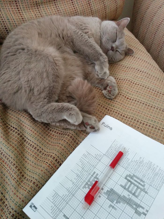 231 Animals That Sleep Wherever They Please 231 Animals That Sleep Wherever They Please