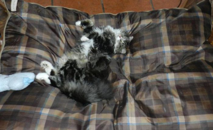 231 Animals That Sleep Wherever They Please 231 Animals That Sleep Wherever They Please