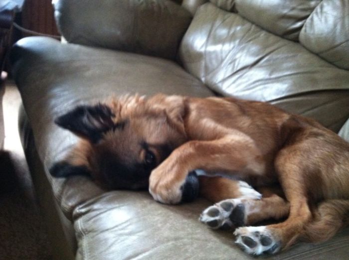 231 Animals That Sleep Wherever They Please 231 Animals That Sleep Wherever They Please