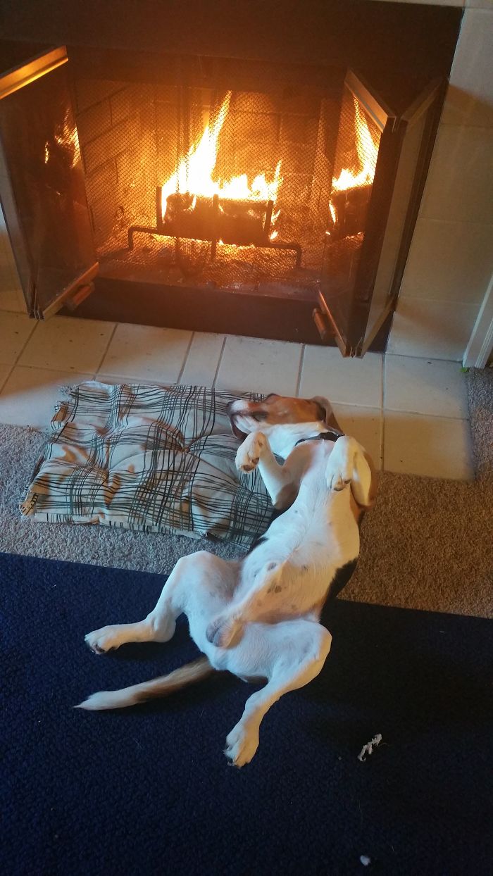 231 Animals That Sleep Wherever They Please 231 Animals That Sleep Wherever They Please