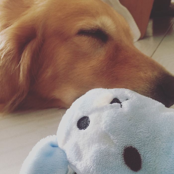 231 Animals That Sleep Wherever They Please 231 Animals That Sleep Wherever They Please