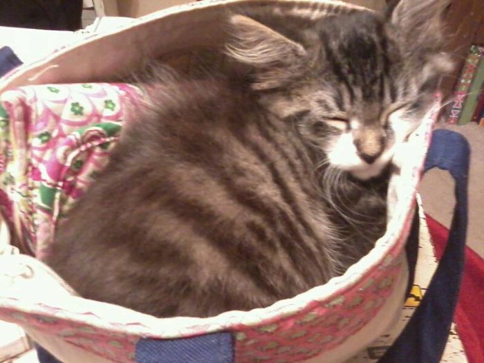 231 Animals That Sleep Wherever They Please 231 Animals That Sleep Wherever They Please