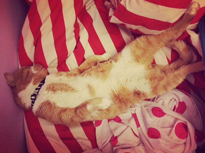 231 Animals That Sleep Wherever They Please 231 Animals That Sleep Wherever They Please