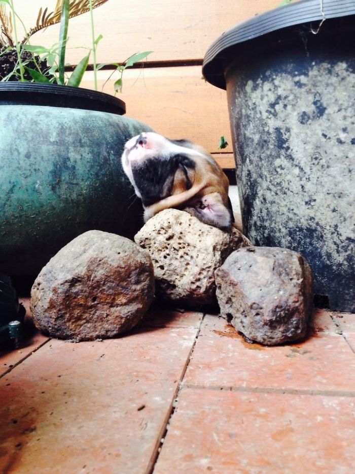 231 Animals That Sleep Wherever They Please 231 Animals That Sleep Wherever They Please