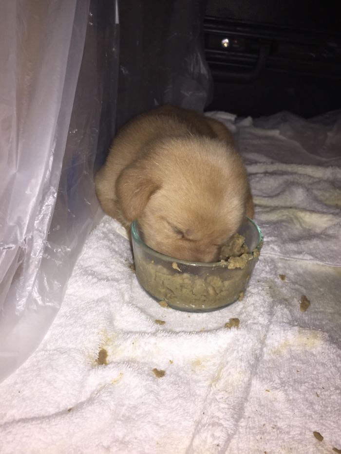 231 Animals That Sleep Wherever They Please 231 Animals That Sleep Wherever They Please