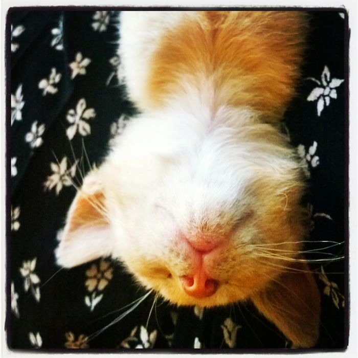 231 Animals That Sleep Wherever They Please 231 Animals That Sleep Wherever They Please