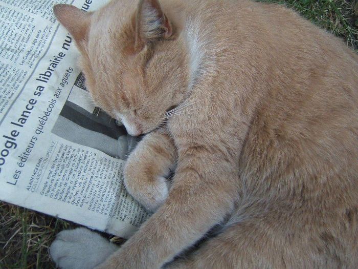 231 Animals That Sleep Wherever They Please 231 Animals That Sleep Wherever They Please