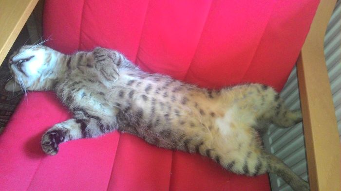 231 Animals That Sleep Wherever They Please 231 Animals That Sleep Wherever They Please