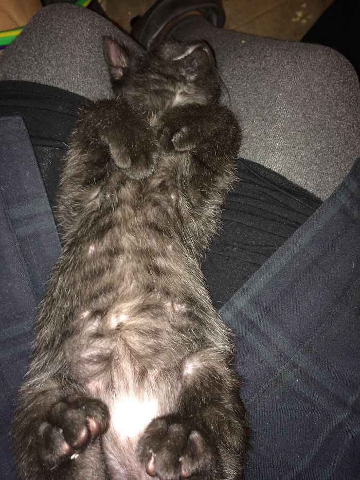 231 Animals That Sleep Wherever They Please 231 Animals That Sleep Wherever They Please
