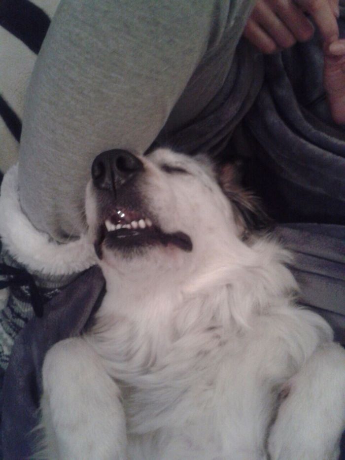 231 Animals That Sleep Wherever They Please 231 Animals That Sleep Wherever They Please