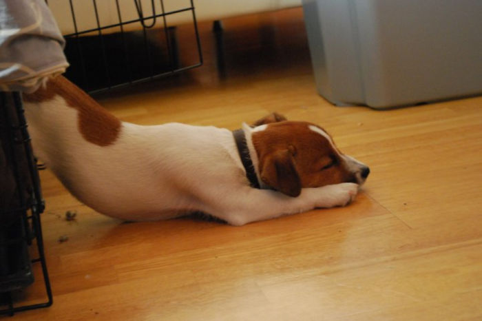 231 Animals That Sleep Wherever They Please 231 Animals That Sleep Wherever They Please