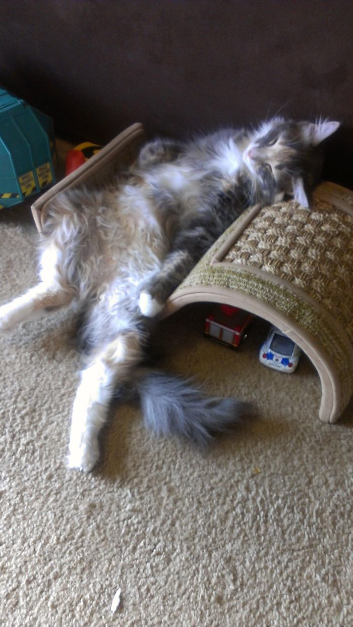 231 Animals That Sleep Wherever They Please 231 Animals That Sleep Wherever They Please