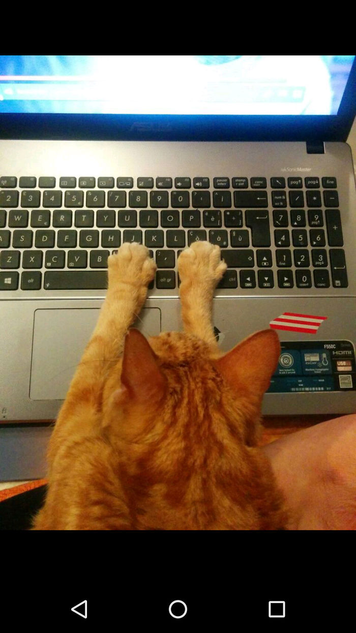 231 Animals That Sleep Wherever They Please 231 Animals That Sleep Wherever They Please