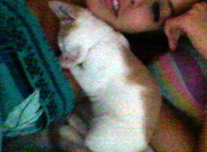 231 Animals That Sleep Wherever They Please 231 Animals That Sleep Wherever They Please